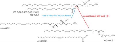 Phospholipid Profiles for Phenotypic Characterization of Adipose-Derived Multipotent Mesenchymal Stromal Cells